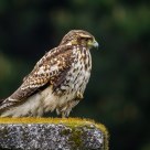 Peuco (Parabuteo unicinctus)
